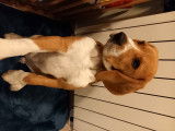 Magnifique et gentil Beagle pure race pour saillie