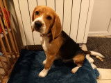 Magnifique et gentil Beagle pure race pour saillie
