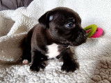 2 chiots femelles Staffies noir et blanc LOF nés en janvier 2022 à adopter