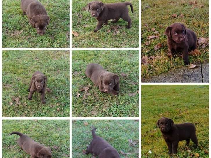 7 chiots Labradors chocolat de novembre 2021 en attente d’adoption