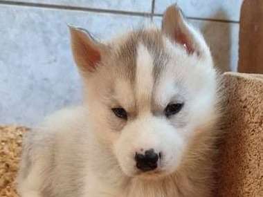 7 chiots Husky de Sibérie LOF nés en décembre 2021 à réserver