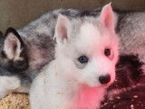 7 chiots Husky de Sibérie LOF nés en décembre 2021 à réserver