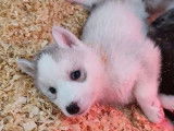 7 chiots Husky de Sibérie LOF nés en décembre 2021 à réserver