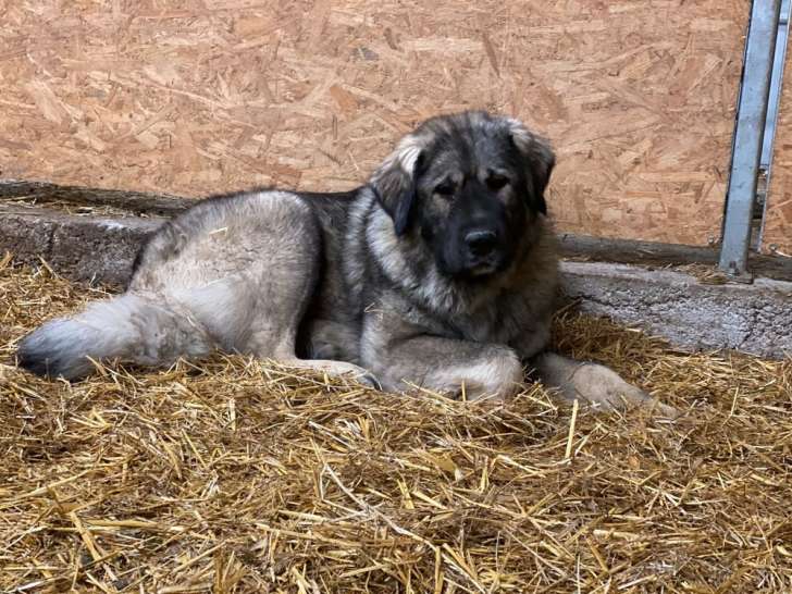 1 chienne Berger du Caucase tricolore de 2 ans LOF à placer