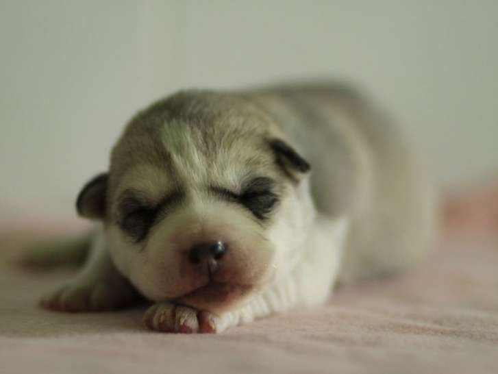 Un chiot Husky mâle LOF né en janvier 2022 à adopter
