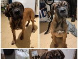 3 chiots Cane Corso LOF nés en septembre 2021 à adopter