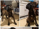 3 chiots Cane Corso LOF nés en septembre 2021 à adopter
