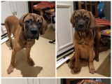 3 chiots Cane Corso LOF nés en septembre 2021 à adopter
