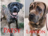 3 chiots Cane Corso LOF nés en septembre 2021 à adopter