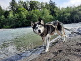 De race Husky Sibérien disponible pour saillie