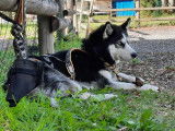 De race Husky Sibérien disponible pour saillie