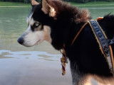 De race Husky Sibérien disponible pour saillie