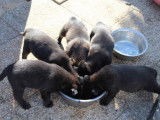 À réserver 6 chiots Berger Hollandais LOF