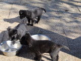 À réserver 6 chiots Berger Hollandais LOF
