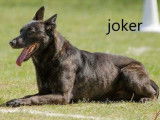 À réserver 6 chiots Berger Hollandais LOF