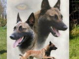 À réserver 6 chiots Berger Hollandais LOF