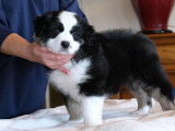 Chiot Femelle LOF Berger Australien Tricolore à réserver