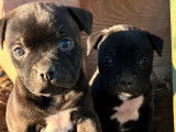 3 Chiots Staffordshire Bull Terriers à Réserver (LOF), 2 mâles, 1 femelle