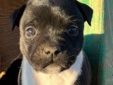 3 Chiots Staffordshire Bull Terriers à Réserver (LOF), 2 mâles, 1 femelle