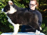 À vendre, chiot Border Collie mâle de couleur noir et blanc (LOF)