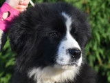 À vendre, chiot Border Collie mâle de couleur noir et blanc (LOF)