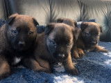 R&eacute;servation de quatre chiots Malinois fauve bring&eacute; (LOF)