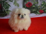 2 chiots, 1 mâle et 1 femelle, Pékinois LOF à vendre