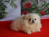 2 chiots, 1 mâle et 1 femelle, Pékinois LOF à vendre