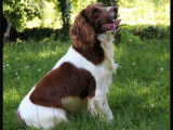 Réservation pour un chiot English Springer Spaniel mâle marron panaché blanc LOF