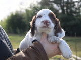 Réservation pour un chiot English Springer Spaniel mâle marron panaché blanc LOF