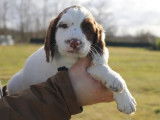 Réservation pour un chiot English Springer Spaniel mâle marron panaché blanc LOF