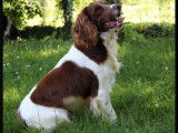Un chiot mâle English Springer Spaniel marron panaché blanc LOF à réserver
