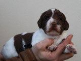 Un chiot mâle English Springer Spaniel marron panaché blanc LOF à réserver