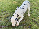 À vendre, 3 chiots Dalmatien blanc à taches noires LOF