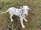 À vendre, 3 chiots Dalmatien blanc à taches noires LOF