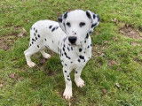 À vendre, 3 chiots Dalmatien blanc à taches noires LOF
