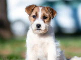 Vente de 2 chiots Jack Russell mâles blanc et feu LOF
