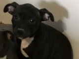 Vente de 5 chiots Staffie, 2 mâles et trois femelles LOF