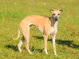 À réserver, 6 chiots Whippet LOF, 2 mâles et 4 femelles rouge bringé