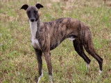 À réserver, 6 chiots Whippet LOF, 2 mâles et 4 femelles rouge bringé