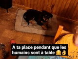 Un chiot Rottweiler &agrave; r&eacute;server, femelle LOF noir et feu