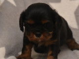 À réserver deux chiots mâles Cavalier King Charles Spaniel LOF noir et feu