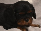 À réserver deux chiots mâles Cavalier King Charles Spaniel LOF noir et feu