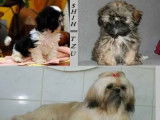 Des chiots Shih Tzu LOF à acheter