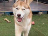 Husky Sibérien LOF disponible pour saillie
