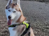 Husky Sibérien LOF disponible pour saillie