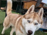 Husky Sibérien LOF disponible pour saillie