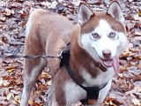 Husky Sibérien mâle disponible pour saillie