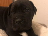 À réserver : cinq chiots mâles Cane Corso LOF