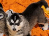 Quatre chiots Husky de Sibérie LOF gris et blanc disponibles à l'achat